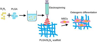 Engineered electrospun poly(lactic-co-glycolic acid)/Si3N4 nanofiber scaffold promotes osteogenesis of mesenchymal stem cell
